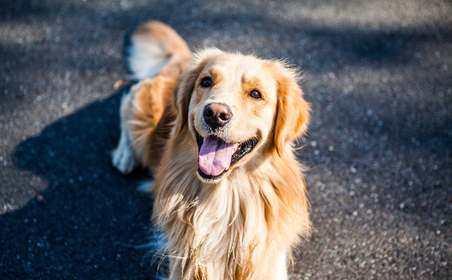 Golden-retriever-1059490 1920.jpg